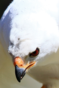 White Goshawk (click to enlarge)